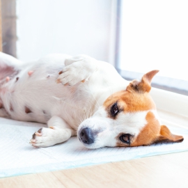 宠物友善、无毒｜德渊生物基环保宠物保洁垫与贴合方案