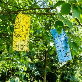 无毒、无二次污染｜农业绿色升级 - 德渊可堆肥果蝇胶